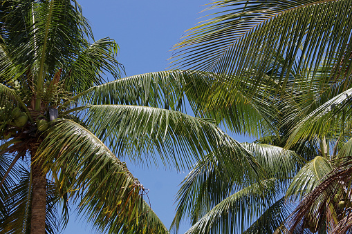 Treetops of coconut trees producing coconut and in the background clear blue sky in sunny day. In Vila Morro de São Paulo, Tinharé Island, Cairu Archipelago, Bahia, Brazil.