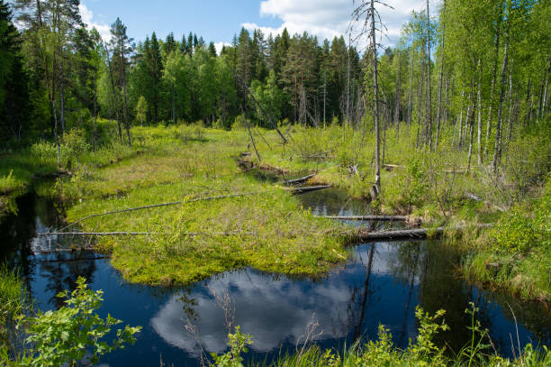 istock Forest swamp with water channels and trees felled across 1815160798