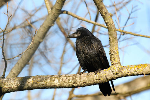 Bird Rook, Corvus frugilegus in the wild close up.