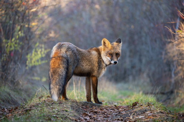 istock Portrait red fox Vulpes vulpes on a beautiful background 1815161321