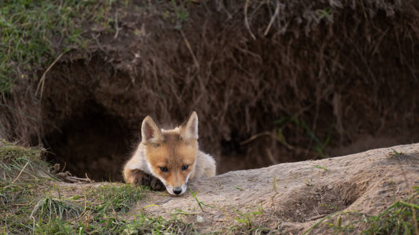 istock A young red fox looks out of a hole. Vulpes vulpes 1815161837