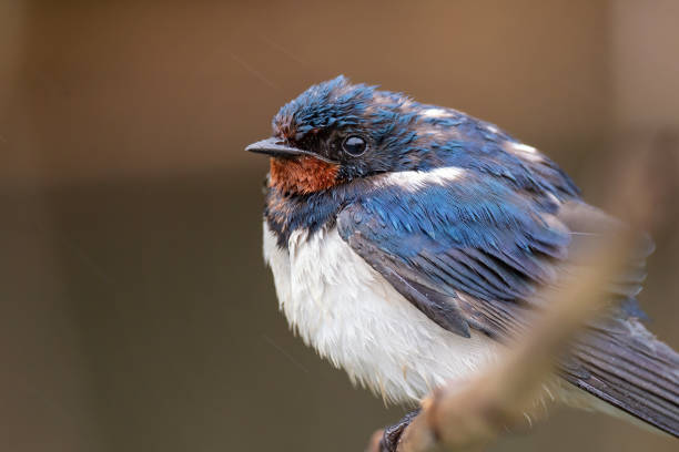 Swallow