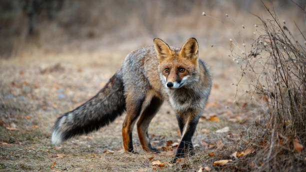 istock Portrait red fox Vulpes vulpes in the wild 1815162361