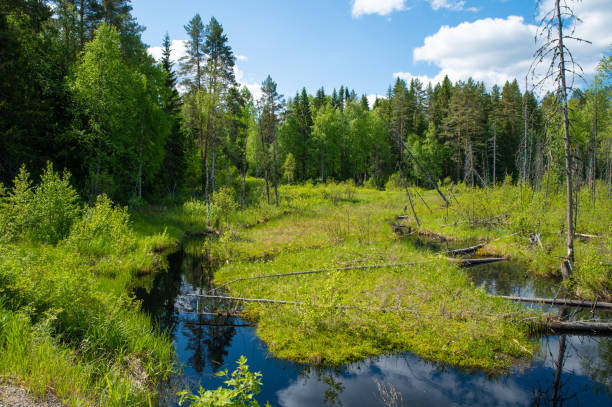 istock Forest swamp with water channels and trees felled across 1815164513