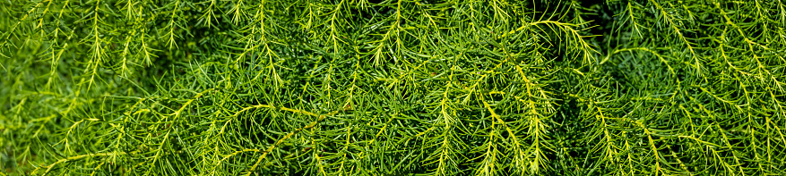 Closeup of green fatherly leaves of an Elegant Japanese Cedar tree, as a nature background