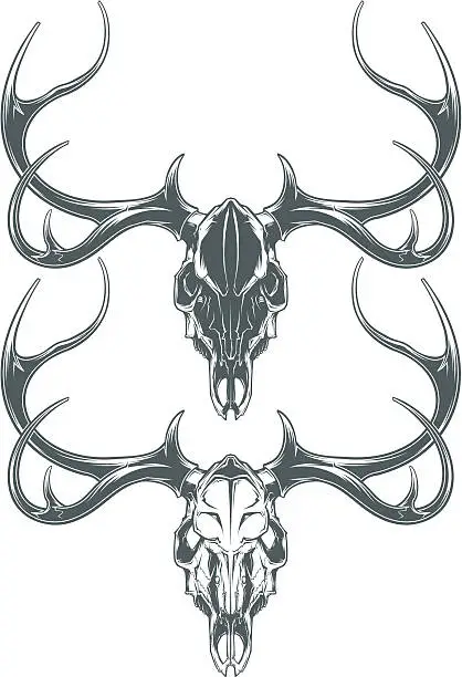 Vector illustration of deer skulls