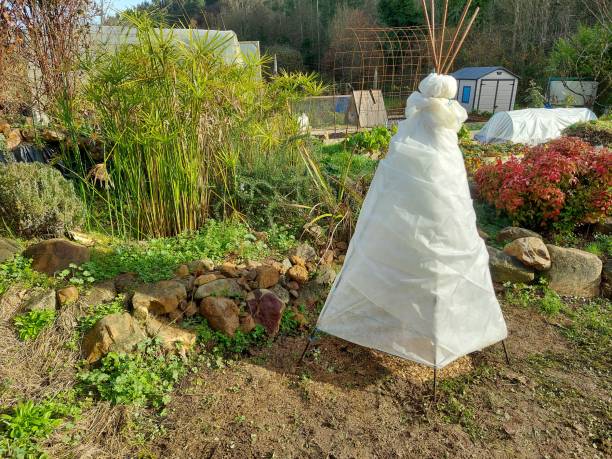 istock protect fruit trees from winter frosts with a thermal blanket for tropical fruit trees 1815171429
