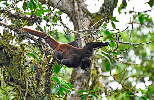 A Critically endangered Yellow-tailed woolly monkey is seen perching on a branch.  The yellow-tailed woolly monkey (Lagothrix flavicauda) is a New World monkey endemic to Peru. It is a extremely rare primate species found only in the Peruvian Andes, in the departments of Amazonas and San Martin, as well as bordering areas of La Libertad, Huánuco, and Loreto.  This primate has been designated as Critically Endangered (IUCN 3.1)