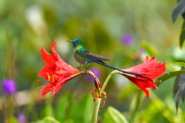 istock A long-tailed sylph perching on a red flower 1815184797
