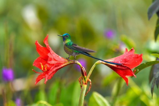 A long-tailed sylph is seen perching on a red flower.  The long-tailed sylph (Aglaiocercus kingii) is a species of hummingbird in the 