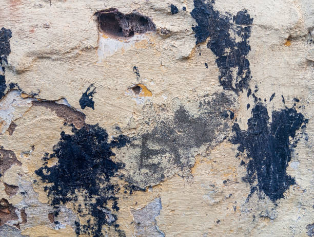 istock Stained cement wall with black paint. Abstract black paint grunge background. Paint stains texture with copy space. Dirty concrete wall. 1815184807