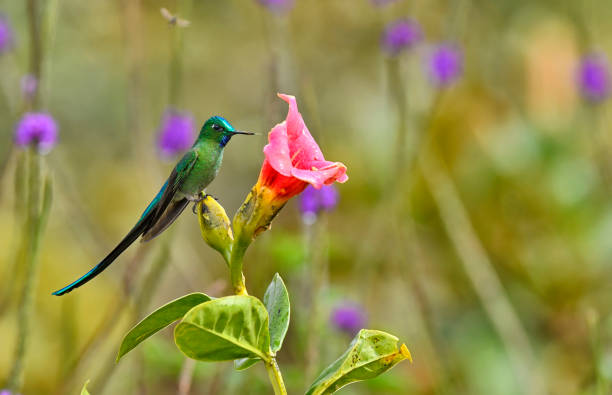istock A long-tailed sylph perching near a pink flower 1815185907