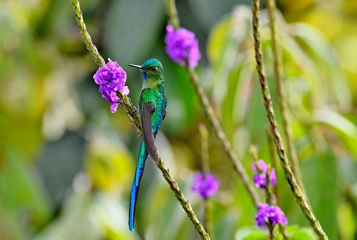 A long-tailed sylph is seen perching near a purple flower.  The long-tailed sylph (Aglaiocercus kingii) is a species of hummingbird in the \