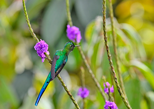 A long-tailed sylph is seen perching near a purple flower.  The long-tailed sylph (Aglaiocercus kingii) is a species of hummingbird in the \