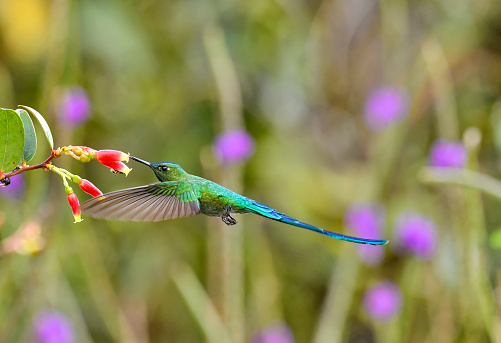 A long-tailed sylph is seen in flight extracting nectar from a red and yellow flower.  The long-tailed sylph (Aglaiocercus kingii) is a species of hummingbird in the 
