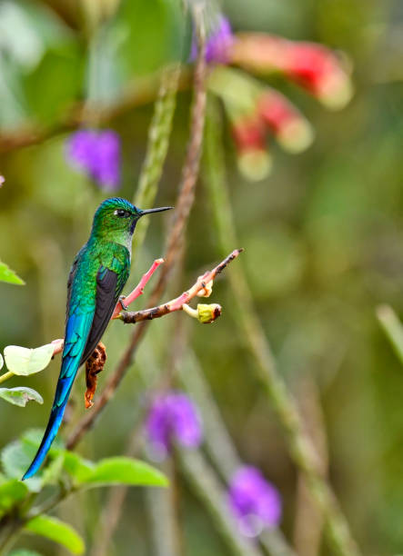 istock A long-tailed sylph perching near a purple flower 1815188026