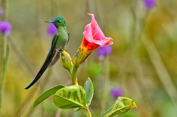 A long-tailed sylph perching near a pink flower