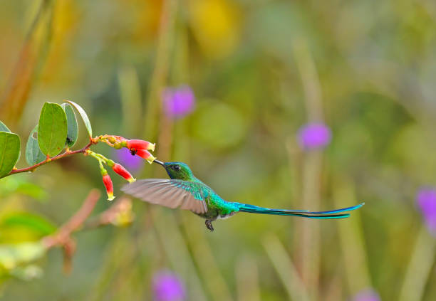 istock A long-tailed sylph in flight at a red and yellow flower 1815188543
