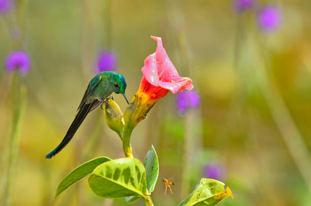 istock A long-tailed sylph perching and extracting nectar from a pink flower 1815189060