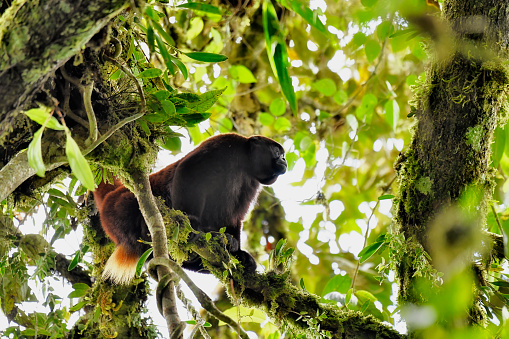 A Critically endangered Yellow-tailed male adult woolly monkey is seen perching on a branch.  The yellow-tailed woolly monkey (Lagothrix flavicauda) is a New World monkey endemic to Peru. It is a extremely rare primate species found only in the Peruvian Andes, in the departments of Amazonas and San Martin, as well as bordering areas of La Libertad, Huánuco, and Loreto.  This primate has been designated as Critically Endangered (IUCN 3.1)