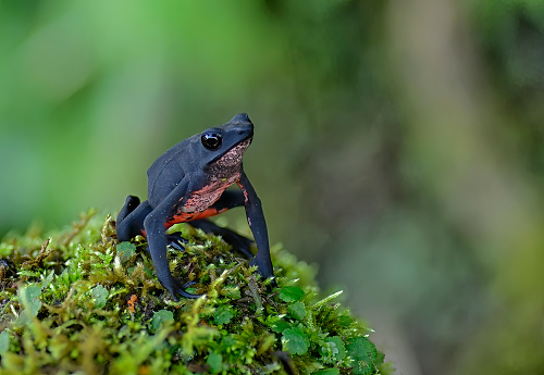 An Atelopus seminiferus nominal toad is seen on a moss log.  This endangered toad (IUCN 3.1) can only be found in the Amazon Rainforest of Peru.  This small toad is dark black on top and bright red in the belly.  In this photo you can see a female adult toad.