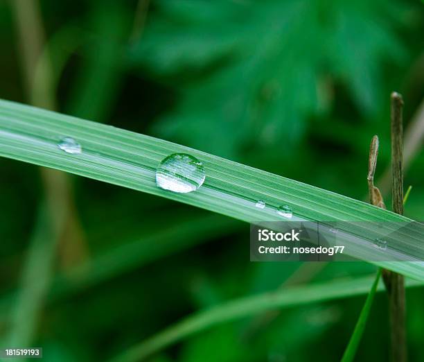 Foto de Gotas De Chuva e mais fotos de stock de Beleza natural - Natureza - Beleza natural - Natureza, Bolha - Estrutura física, Chuva