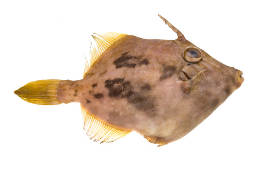 Fish Pesce San Pietro