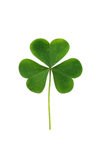 Green shamrock leaf isolated on white background. Three-leaved clover leaf for design. Symbol of St. Patrick's day holiday.
