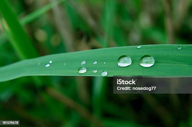 Foto de Gotas De Chuva e mais fotos de stock de Beleza natural - Natureza - Beleza natural - Natureza, Bolha - Estrutura física, Chuva