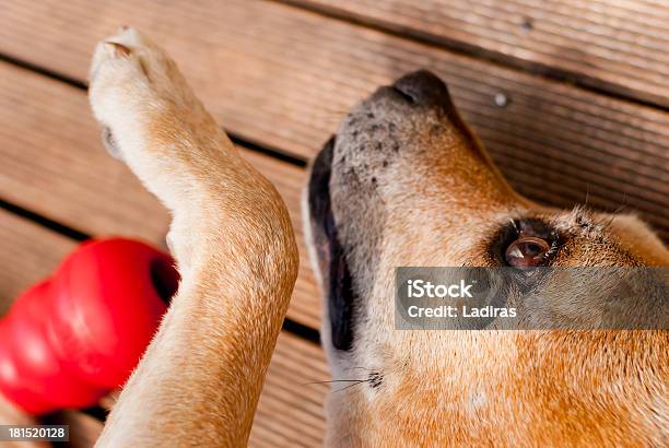 Foto de Cão Bonito Tocando e mais fotos de stock de Amizade - Amizade, Animal de estimação, Apartamento