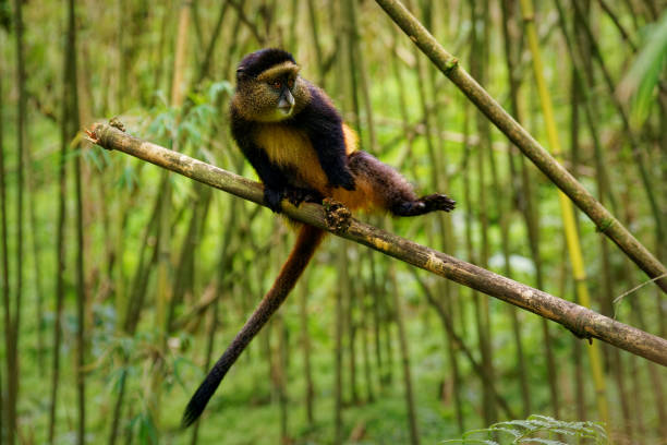 istock Golden Monkey - Cercopithecus kandti originally subspecies of Blue monkey (Cercopithecus mitis kandti), found in Mgahinga in Uganda, Volcanoes in Rwanda and Virunga in highland forest near bambo 1815202244