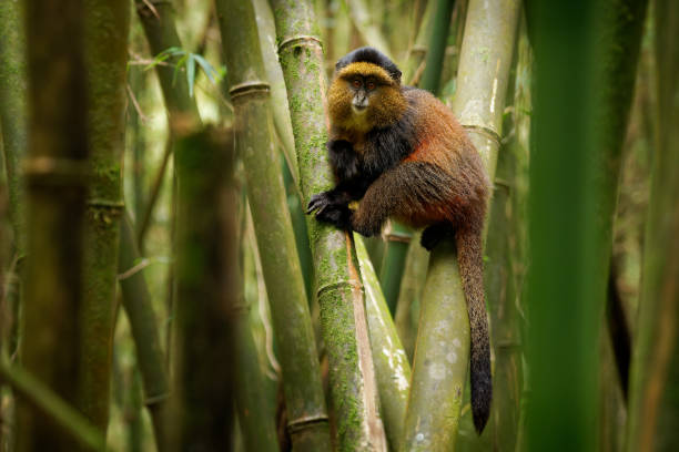 istock Golden Monkey - Cercopithecus kandti originally subspecies of Blue monkey (Cercopithecus mitis kandti), found in Mgahinga in Uganda, Volcanoes in Rwanda and Virunga in highland forest near bamboo 1815202246