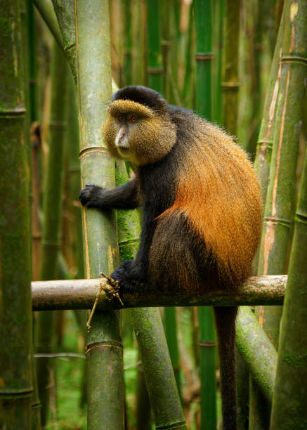 istock Golden Monkey - Cercopithecus kandti originally subspecies of Blue monkey (Cercopithecus mitis kandti), found in Mgahinga in Uganda, Volcanoes in Rwanda and Virunga in highland forest near bamboo 1815202247