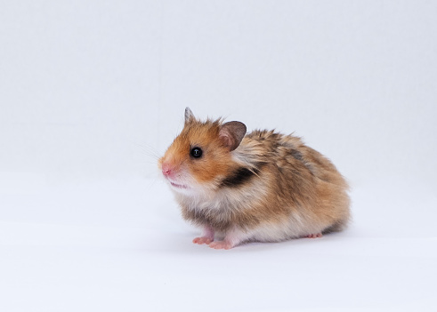 On a gray background Cute, brown Syrian Hamster, pets.