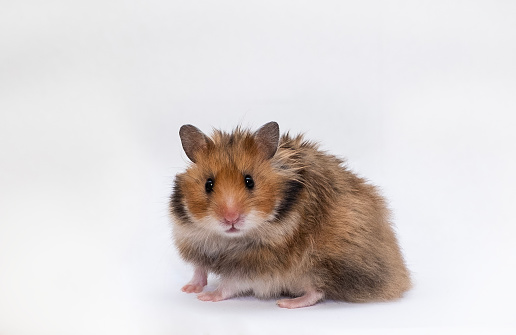 On a gray background Cute, brown Syrian Hamster, pets.