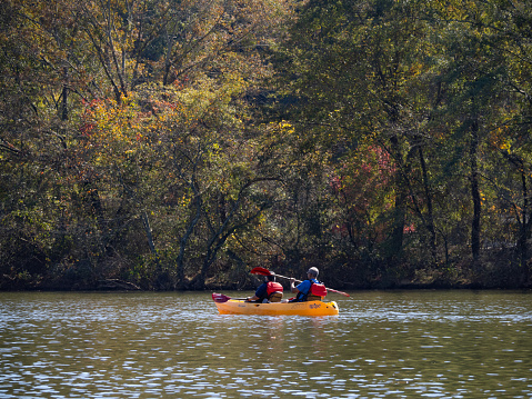 A senior man and senior woman kayaking in a bright yellow kayak with red paddles in autumn. The couple is photographed on the Chattahoochee River in Azalea Park in Georgia.