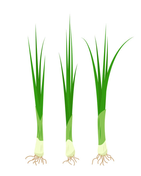 新鮮なグリーンオニオン。チャイブハーブの葉、有機芳香族チャイブ - chive onion spring onion garlic点のイラスト素材／クリップアート素材／マンガ素材／アイコン素材