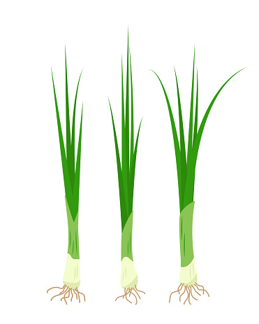 Fresh Green spring onions isolated on white background. Chive herb leaves, organic aromatic Chives for cooking food, culinary concept. Vector illustration.