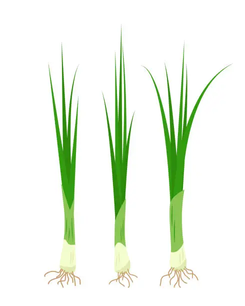 Vector illustration of Fresh Green spring onions. Chive herb leaves, organic aromatic Chives