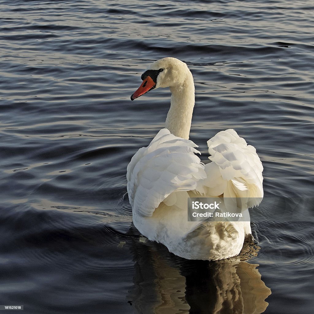 Cisne de natación. - Foto de stock de Agua libre de derechos