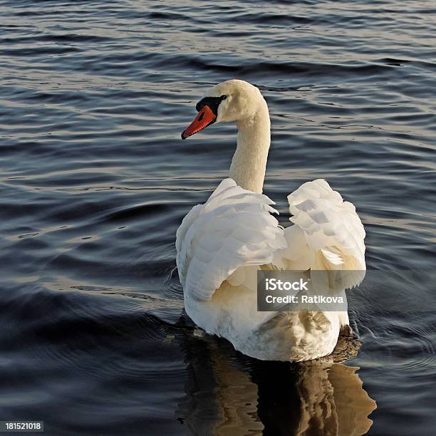 Cisne De Natación Foto de stock y más banco de imágenes de Agua - Agua, Aire libre, Ala de animal