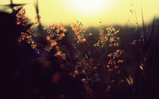 istock Wildflower in afternoon 181521056
