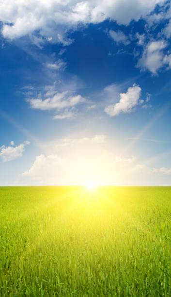 istock Green wheat field and sunrise. Vertical photo. 1815210580