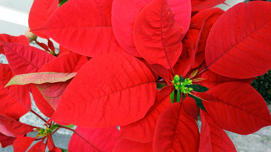 Poinsettia flower background border with cedar cypress leaf sprigs over white.