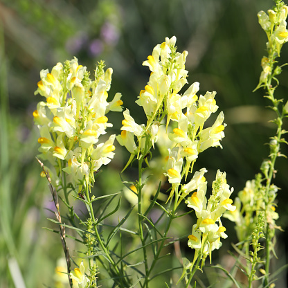 Yellow common toadflax flowers in the garden