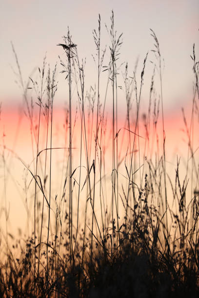 istock Wild grass in the garden 1815223428