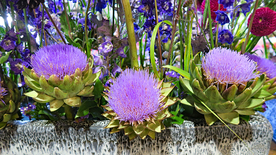 Artichoke with purplish flower growing in the field in Ukraine. Natural agriculture image