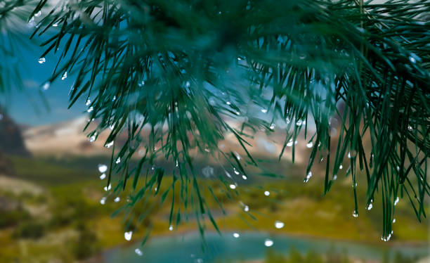 gotas de chuva ou gotas de orvalho em um galho de uma árvore de coníferas em uma floresta montanhosa contra o pano de fundo de um vale de montanha. - spruce branch - fotografias e filmes do acervo