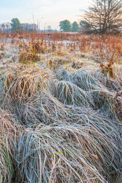 Frost on the thick grass of a meadow on a frosty autumn morning stock photo