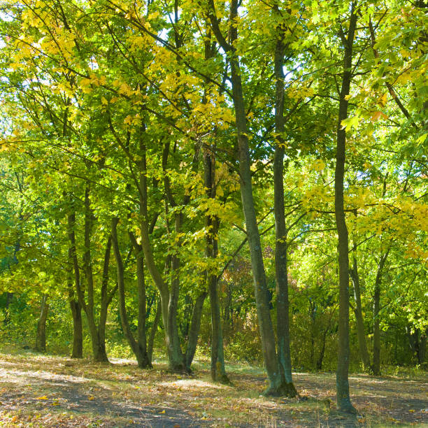 istock Autumn forest with yellow leaves and blue sky. 1815241306